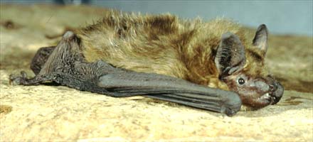 Datei:Tierwandlung in eine Fledermaus (Zdeslava Kovac, Earth-000053) 1.jpg