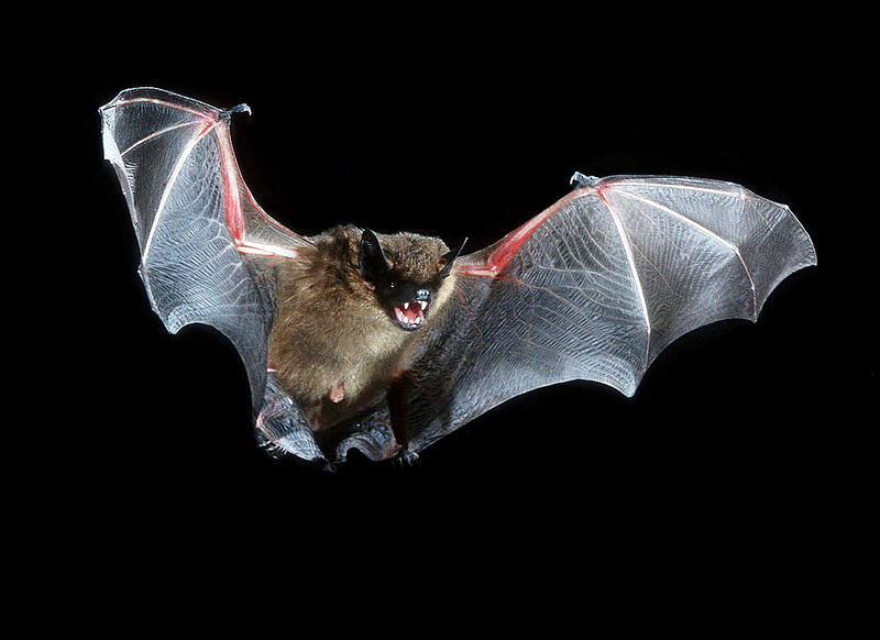 Datei:Tierwandlung in eine Fledermaus (Zdeslava Kovac, Earth-000053) 3.jpg