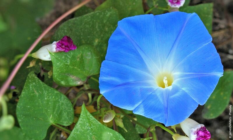 Datei:Amaya (Himmelblaue Prunkwinde).jpg