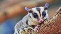 Wandlung in einen Sugar Glider (Sandra Akos-Shanahan) 2.jpg
