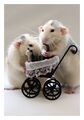 Seine Ratten