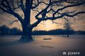 Der Baum