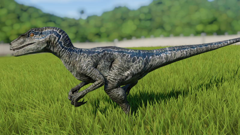 Datei:Velociraptor (Sennah Ezekwesili).png