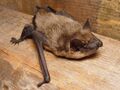 Tierwandlung in eine Fledermaus (Zdeslava Kovac, Earth-000053) 2.jpg