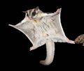 Wandlung in einen Sugar Glider (Sandra Akos-Shanahan) 1.jpg