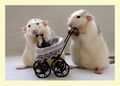 Seine Ratten