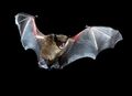 Tierwandlung in eine Fledermaus (Zdeslava Kovac, Earth-000053) 3.jpg